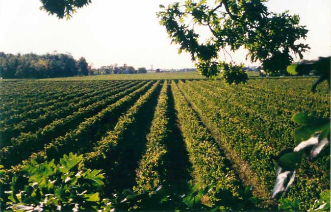 Viticultural Practices