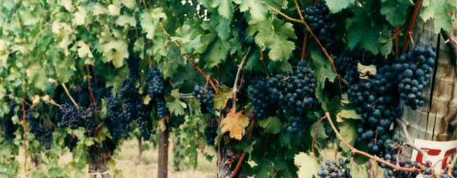 Viticultural Practices