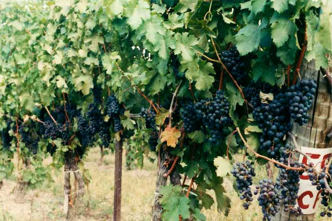 Viticultural Practices