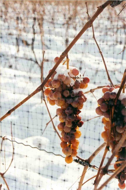 Icewine