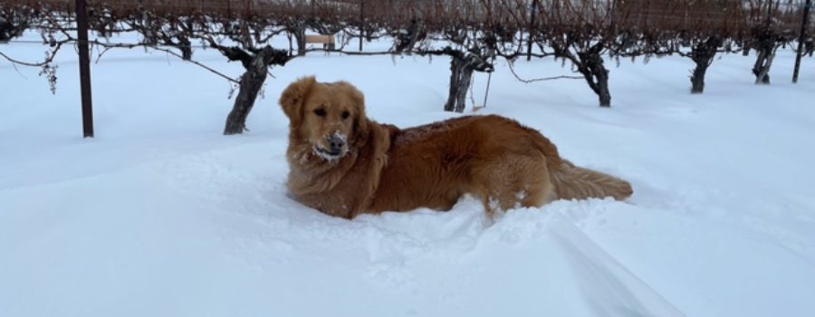 ICEWINE AND LATE HARVEST