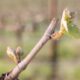 Spring in the Vineyard