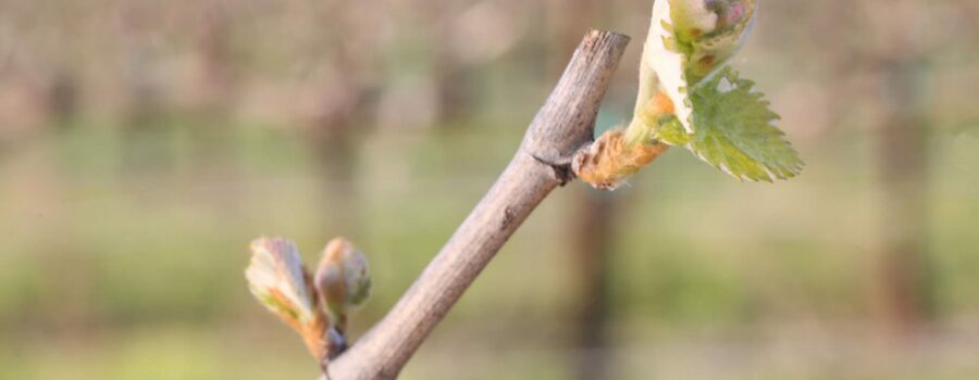 Spring in the Vineyard