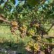 CHANGES IN THE VINEYARD
