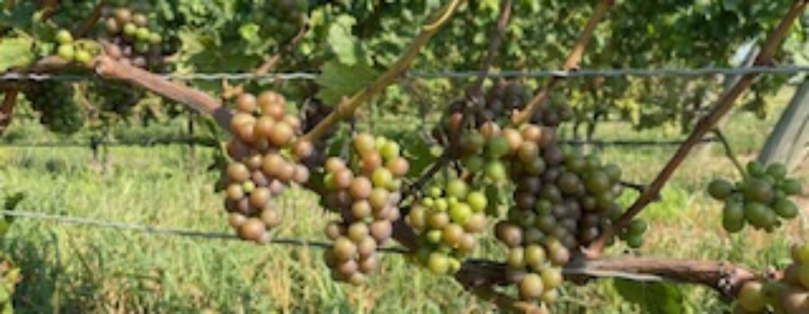 CHANGES IN THE VINEYARD