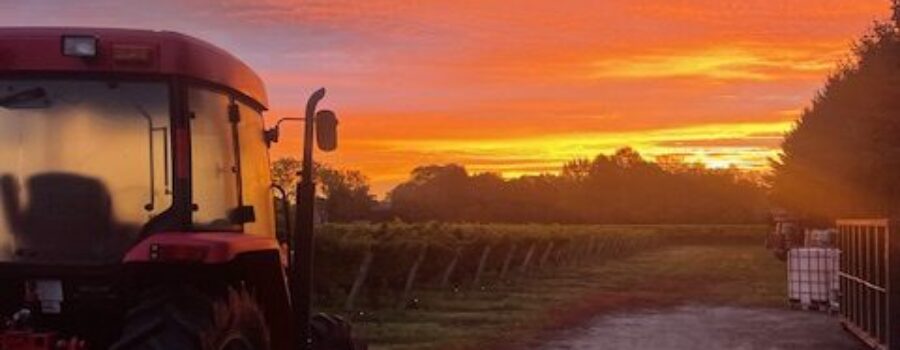 MERLOT and SHIRAZ Ready!