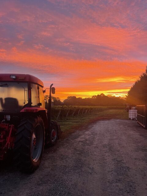 MERLOT and SHIRAZ Ready!